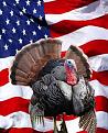 Click image for larger version

Name:	american turkey.jpg
Views:	427
Size:	14.6 KB
ID:	242354